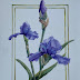 Iris Outside the Box